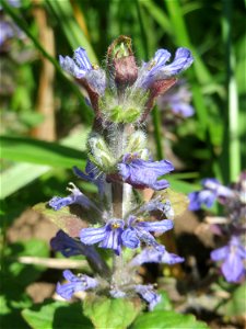 Kriechender Günsel (Ajuga reptans) im Naturschutzgebiet „Bachwiesen/Leopoldswiesen“ im Hockenheimer Rheinbogen