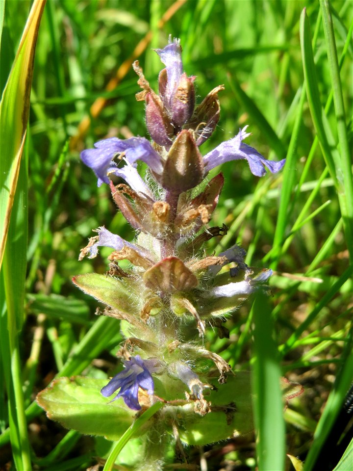 Kriechender Günsel (Ajuga reptans) im Naturschutzgebiet „Bachwiesen/Leopoldswiesen“ im Hockenheimer Rheinbogen