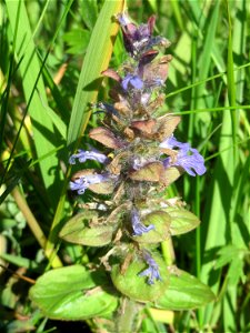 Kriechender Günsel (Ajuga reptans) im Naturschutzgebiet „Bachwiesen/Leopoldswiesen“ im Hockenheimer Rheinbogen