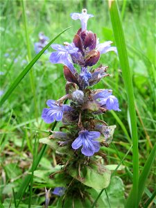 Kriechender Günsel (Ajuga reptans) am Remigiusberg