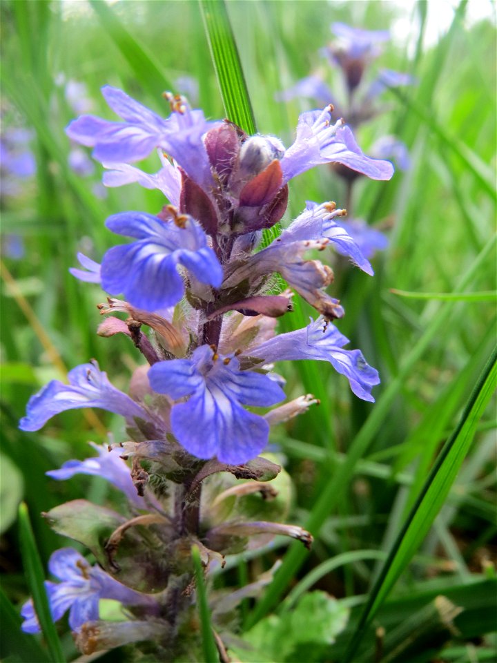 Kriechender Günsel (Ajuga reptans) am Remigiusberg bei Kusel