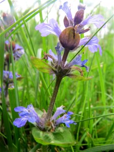 Kriechender Günsel (Ajuga reptans) am Remigiusberg bei Kusel