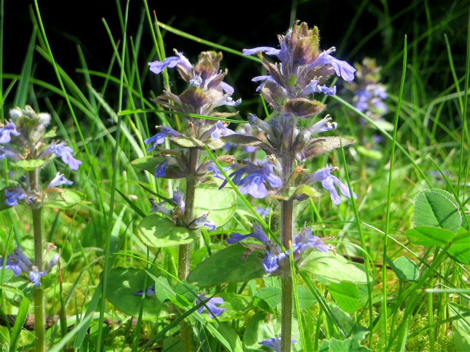 Kriechender Günsel (Ajuga reptans) am Friedhof St. Johann in Saarbrücken