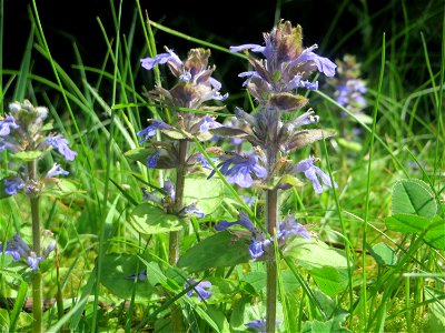 Kriechender Günsel (Ajuga reptans) am Friedhof St. Johann in Saarbrücken