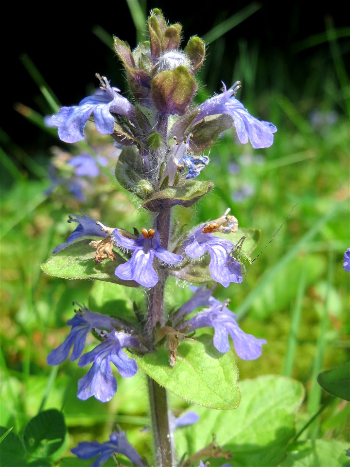 Kriechender Günsel (Ajuga reptans) am Friedhof St. Johann in Saarbrücken