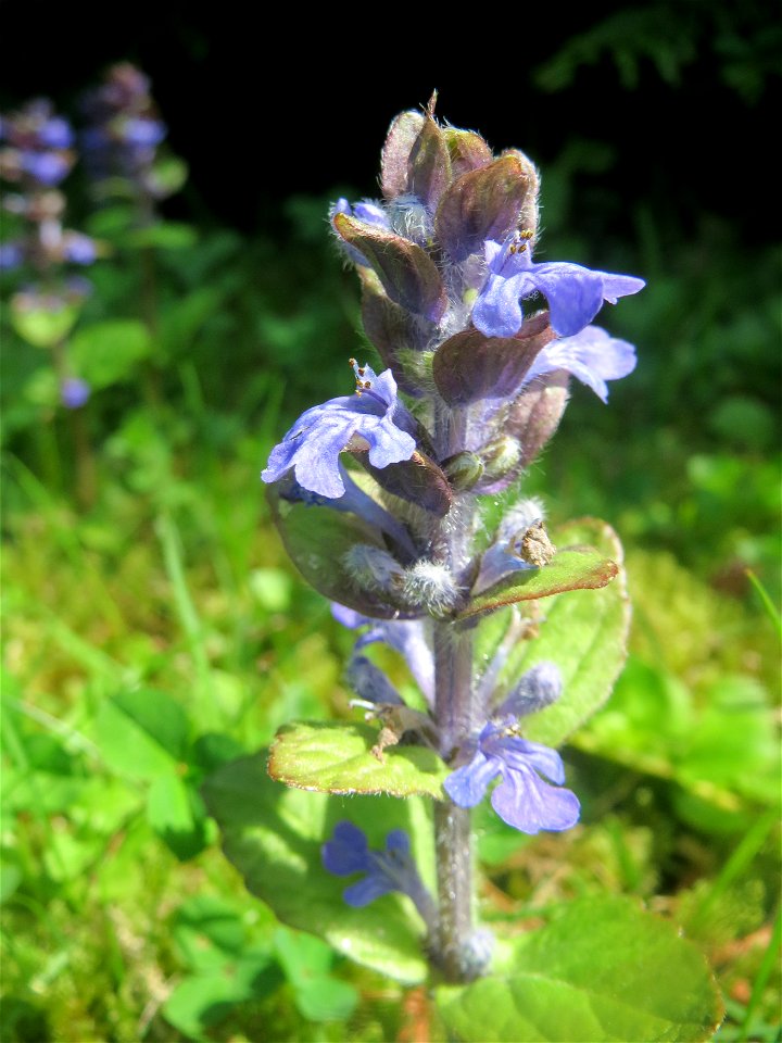 Kriechender Günsel (Ajuga reptans) am Friedhof St. Johann in Saarbrücken