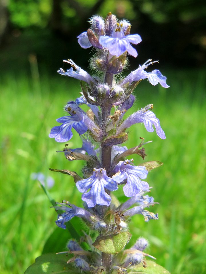 Kriechender Günsel (Ajuga reptans) am Friedhof St. Johann in Saarbrücken