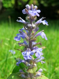 Kriechender Günsel (Ajuga reptans) am Friedhof St. Johann in Saarbrücken