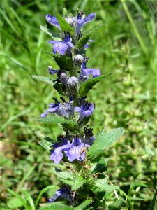 Ajuga genevensis in der Schwetzinger Hardt