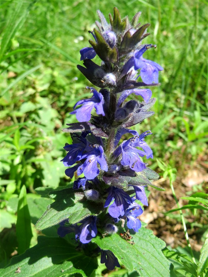 Ajuga genevensis in der Schwetzinger Hardt
