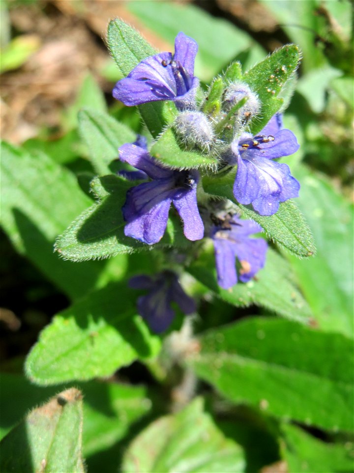 Kriechender Günsel (Ajuga reptans) in der Schwetzinger Hardt