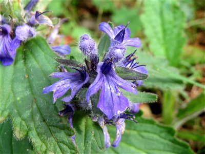 Kriechender Günsel (Ajuga reptans) in der Schwetzinger Hardt