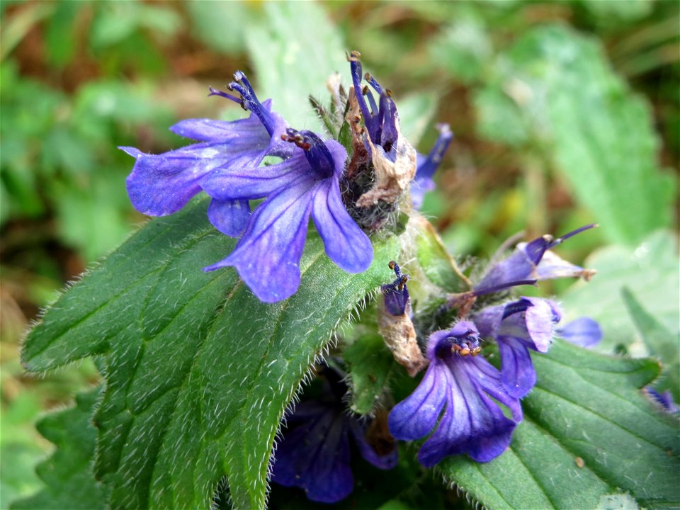 Kriechender Günsel (Ajuga reptans) in der Schwetzinger Hardt