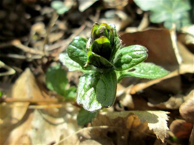 Der erste Kriechende Günsel (Ajuga reptans) im Unteren Saubusch in der Schwetzinger Hardt kurz vor der Blüte