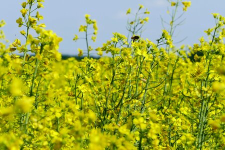 Cultivation commodity agriculture