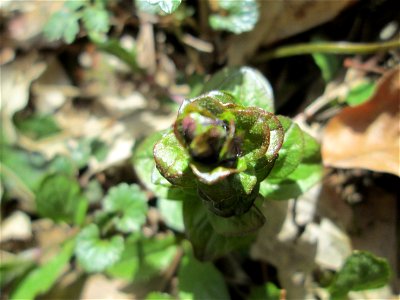 Der erste Kriechende Günsel (Ajuga reptans) im Unteren Saubusch in der Schwetzinger Hardt kurz vor der Blüte