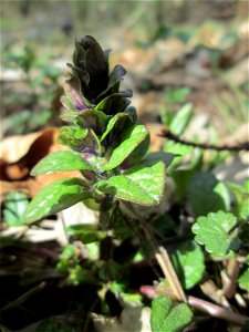 Der erste Kriechende Günsel (Ajuga reptans) im Unteren Saubusch in der Schwetzinger Hardt kurz vor der Blüte