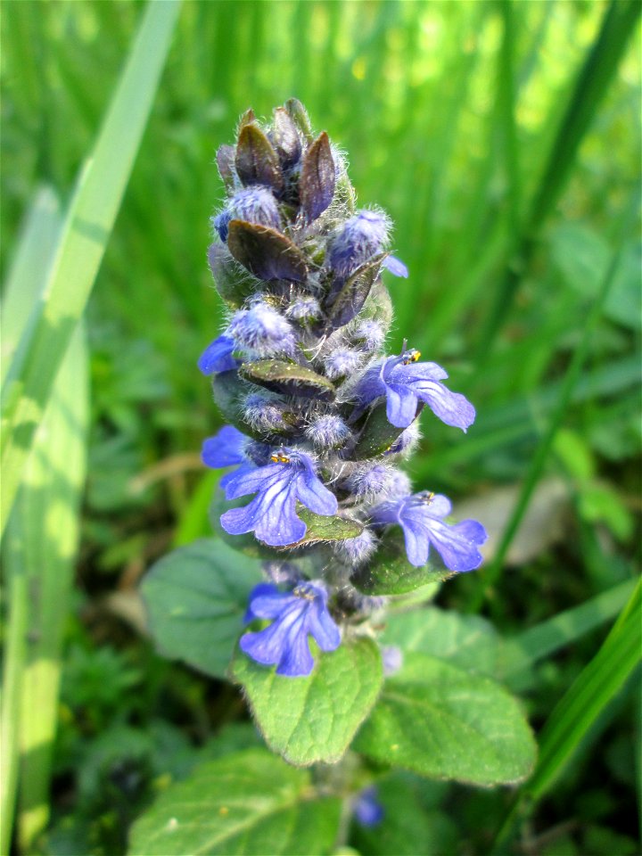 Kriechender Günsel (Ajuga reptans) im Gartenschaupark Hockenheim