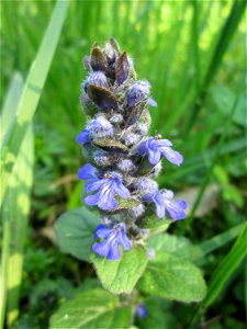 Kriechender Günsel (Ajuga reptans) im Gartenschaupark Hockenheim