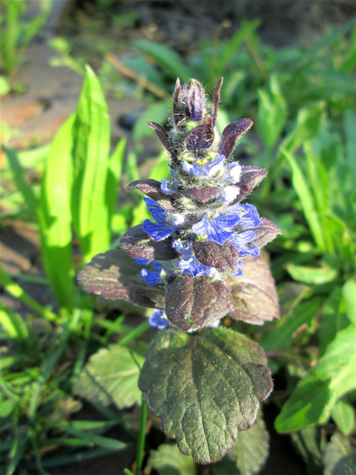 Kriechender Günsel (Ajuga reptans) an einem ungewöhnlichen Standort an einer Baumscheibe auf einem Parkplatz in Hockenheim