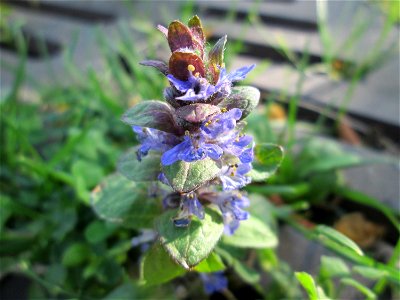 Kriechender Günsel (Ajuga reptans) an einem ungewöhnlichen Standort an einer Baumscheibe auf einem Parkplatz in Hockenheim