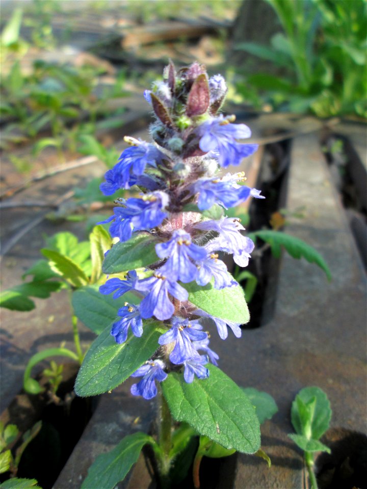 Kriechender Günsel (Ajuga reptans) an einem ungewöhnlichen Standort an einer Baumscheibe auf einem Parkplatz in Hockenheim