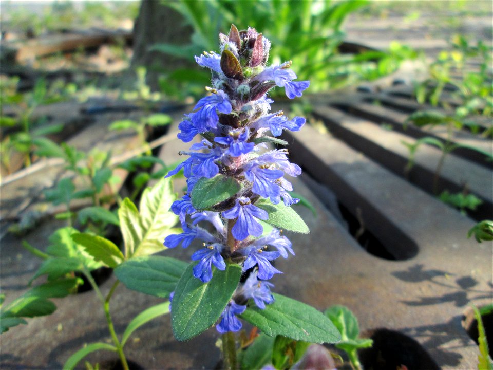 Kriechender Günsel (Ajuga reptans) an einem ungewöhnlichen Standort an einer Baumscheibe auf einem Parkplatz in Hockenheim