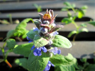 Kriechender Günsel (Ajuga reptans) an einem ungewöhnlichen Standort an einer Baumscheibe auf einem Parkplatz in Hockenheim