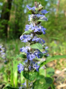 Kriechender Günsel (Ajuga reptans) in der Schwetzinger Hardt