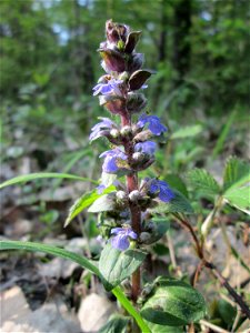Kriechender Günsel (Ajuga reptans) in der Schwetzinger Hardt