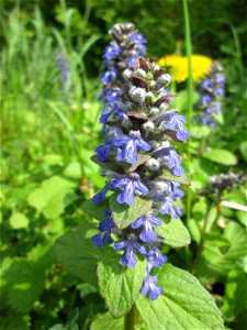 Kriechender Günsel (Ajuga reptans) in der Schwetzinger Hardt