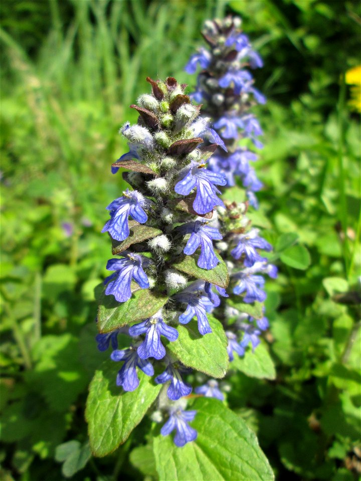 Kriechender Günsel (Ajuga reptans) in der Schwetzinger Hardt