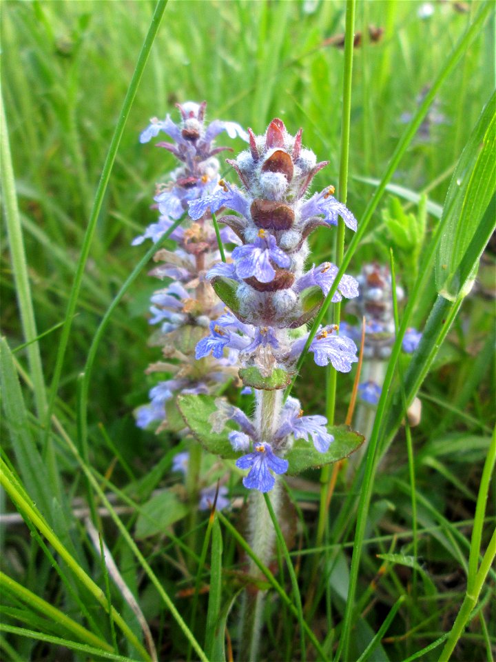 Kriechender Günsel (Ajuga reptans) im Landschaftsschutsgebiet „Saalbachniederung“ bei Hambrücken