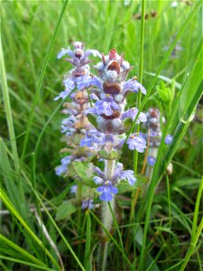 Kriechender Günsel (Ajuga reptans) im Landschaftsschutsgebiet „Saalbachniederung“ bei Hambrücken