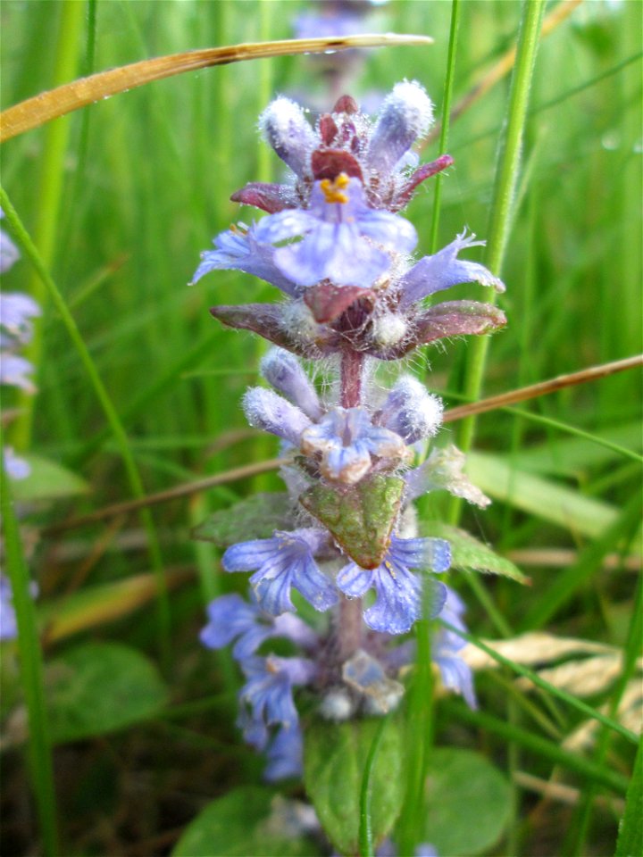 Kriechender Günsel (Ajuga reptans) im Landschaftsschutsgebiet „Saalbachniederung“ bei Hambrücken