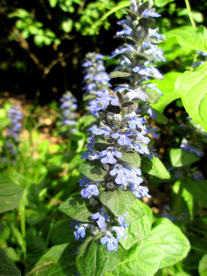 Kriechender Günsel (Ajuga reptans) in Hockenheim