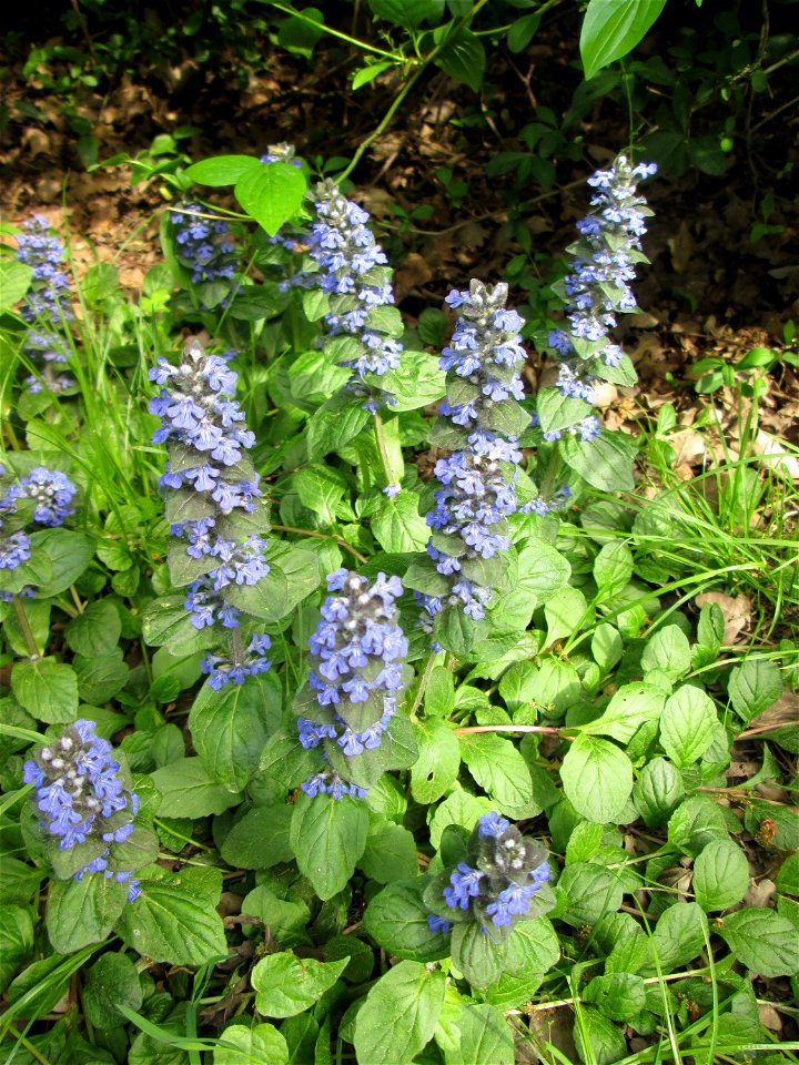 Kriechender Günsel (Ajuga reptans) in Hockenheim