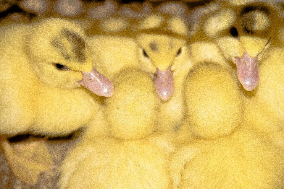 Animals nature cute