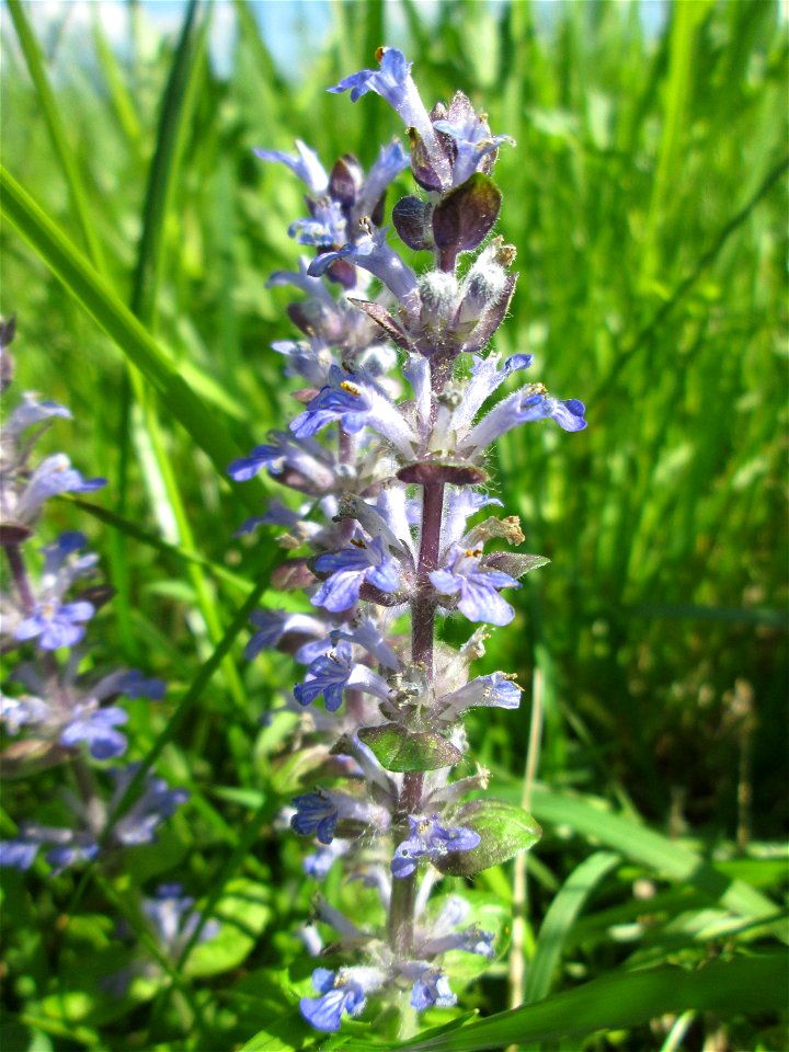 Kriechender Günsel (Ajuga reptans) im Naturschutzgebiet „Bachwiesen/Leopoldswiesen“ im Hockenheimer Rheinbogen
