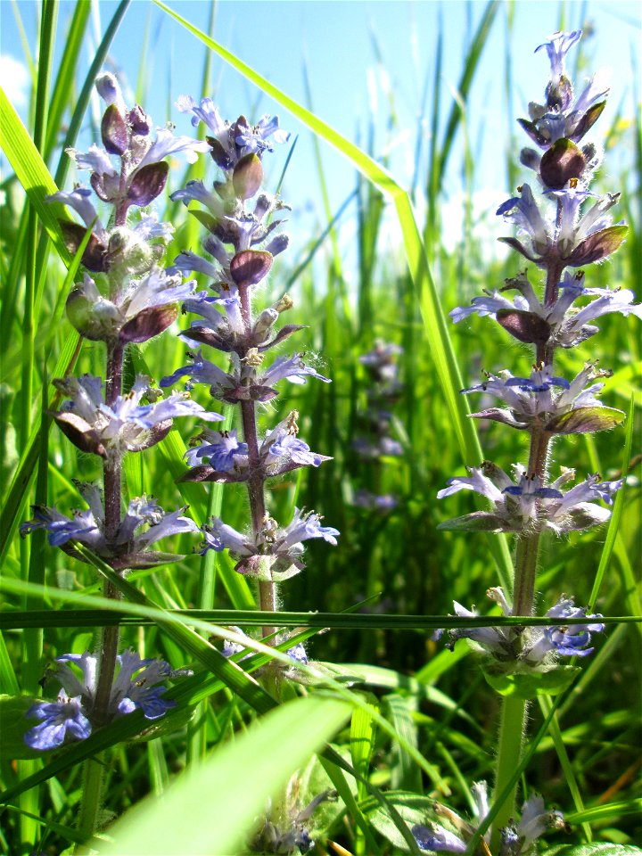 Kriechender Günsel (Ajuga reptans) im Naturschutzgebiet „Bachwiesen/Leopoldswiesen“ im Hockenheimer Rheinbogen