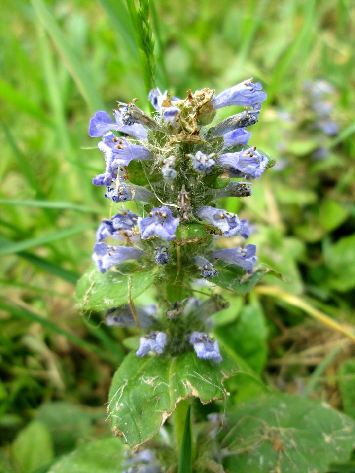 Kriechender Günsel (Ajuga reptans) am Staden in Saarbrücken