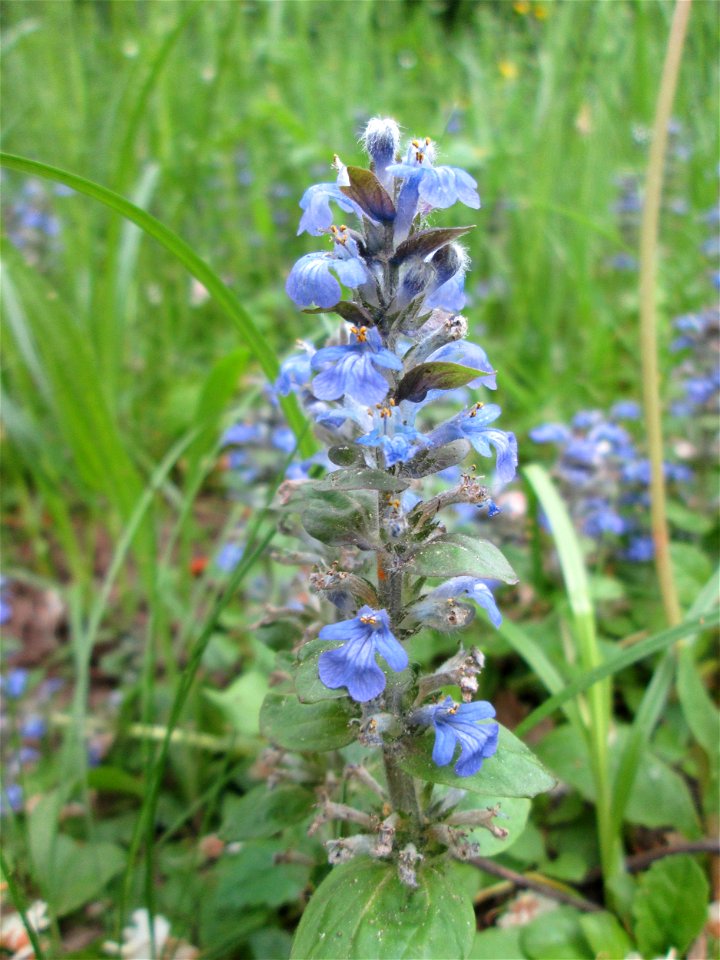 Kriechender Günsel (Ajuga reptans) im Meerwiesertal in Saarbrücken