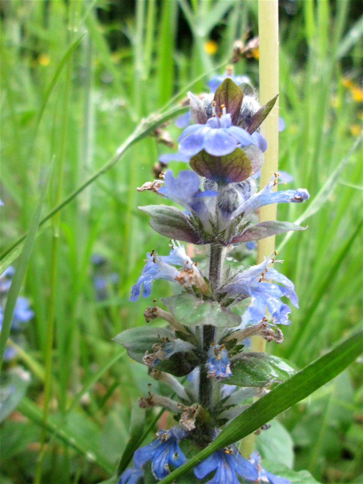 Kriechender Günsel (Ajuga reptans) im Meerwiesertal in Saarbrücken