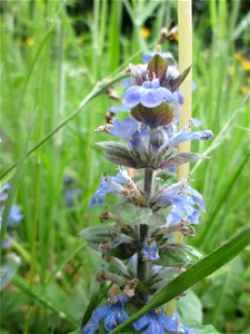 Kriechender Günsel (Ajuga reptans) im Meerwiesertal in Saarbrücken