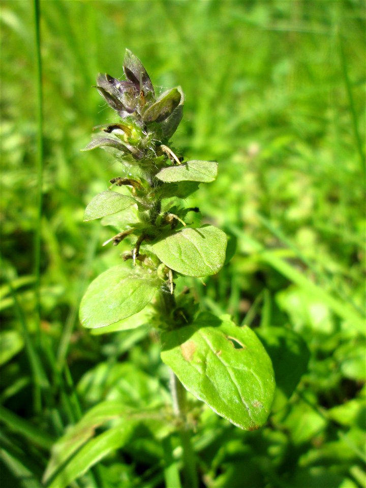 Kriechender Günsel (Ajuga reptans) im Naturschutzgebiet „Ketscher Rheininsel“