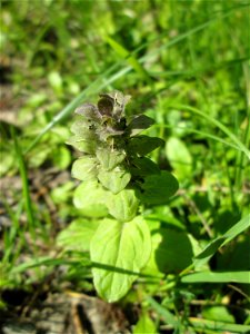 Kriechender Günsel (Ajuga reptans) im Naturschutzgebiet „Ketscher Rheininsel“