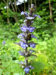 Kriechender Günsel (Ajuga reptans) in der ehem. Bismarckanlage in Sankt Arnual