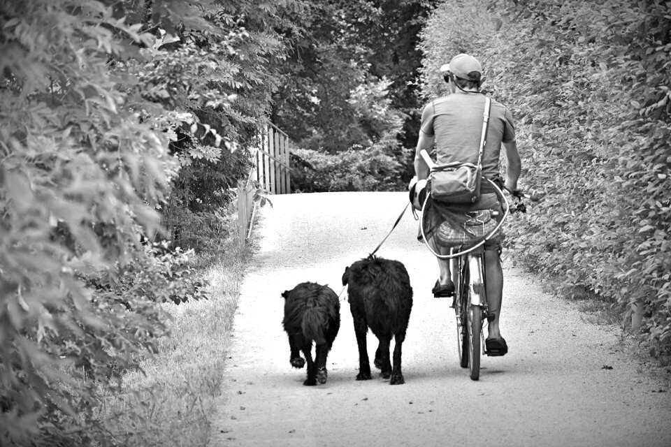 Animals bike cycling