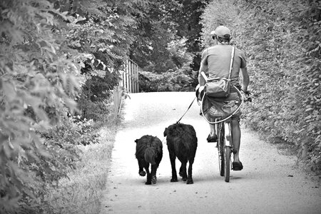 Animals bike cycling