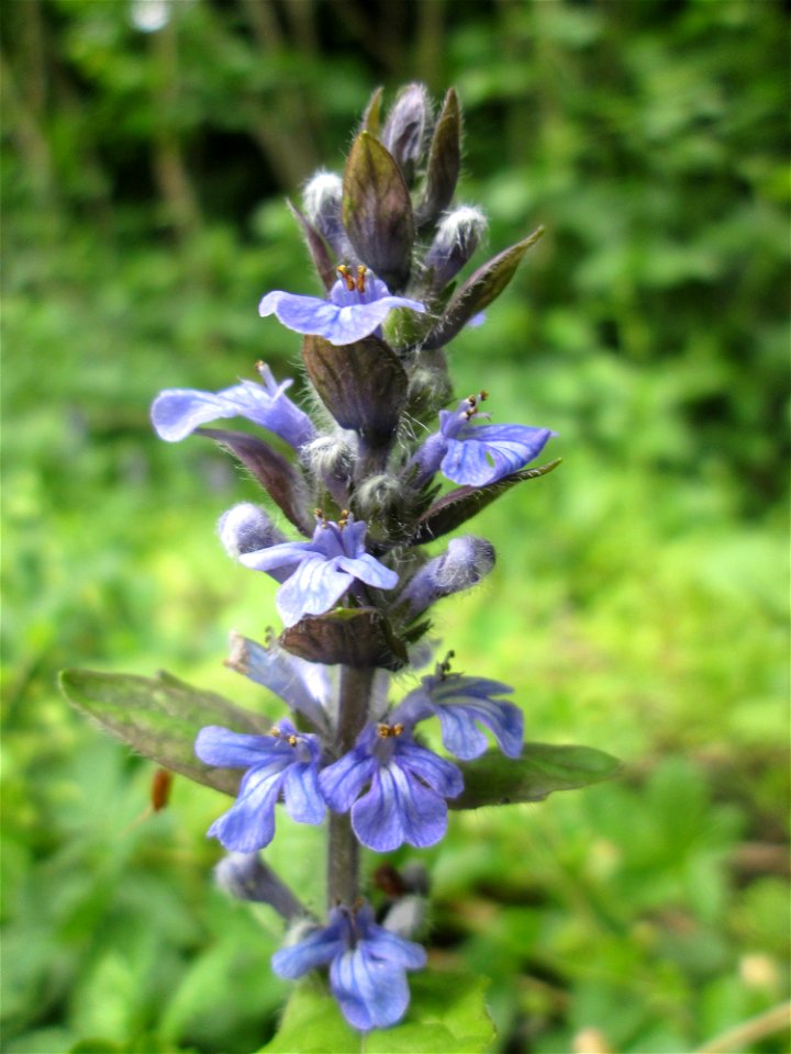 Kriechender Günsel (Ajuga reptans) in der ehem. Bismarckanlage in Sankt Arnual